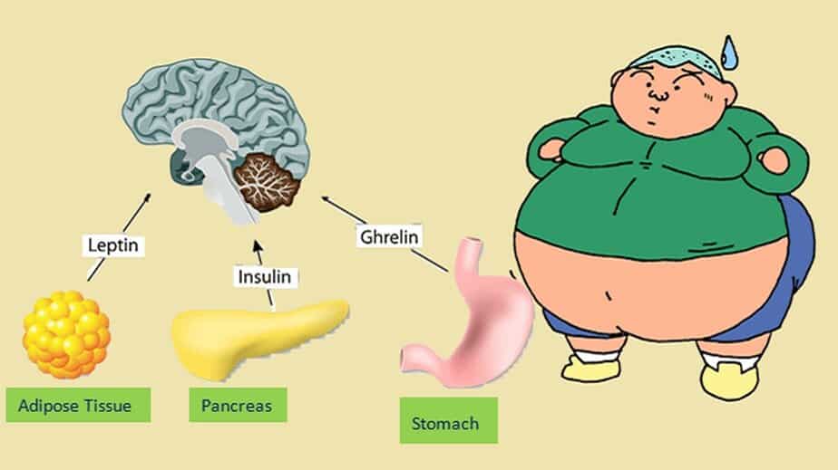 Hormonal Obesity: Hormones That Cause Weight Gain