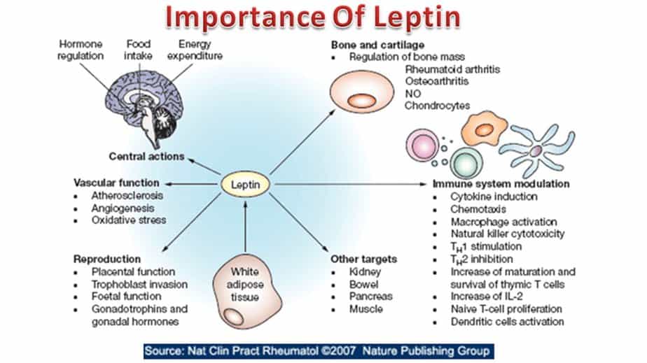 Importance Of Leptin Hormone 