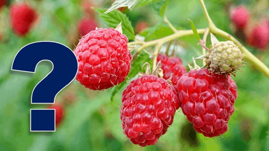 Raspberry Ketone Benefits 