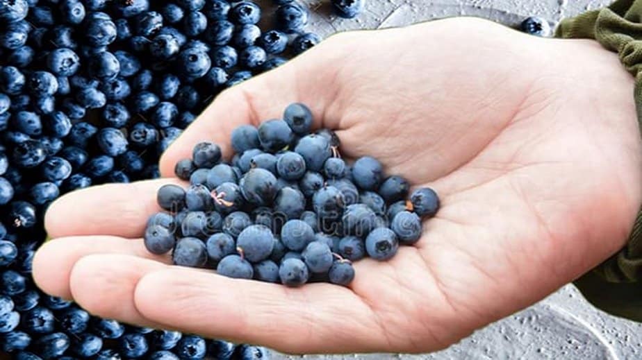 Nutrition And Calories In Blueberries