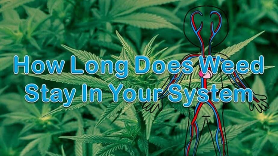 How Long Does Marijuana Stay in Your System