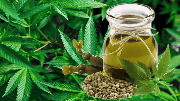 Hemp Seed Oil As Substitute For Coconut Oil