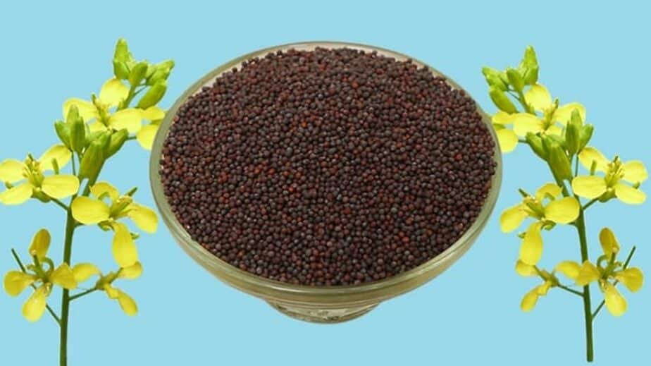 Black Mustard Seed Substitutes