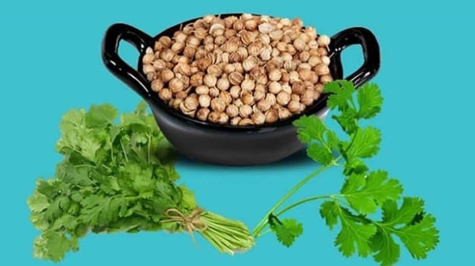 Cilantro Substitutes