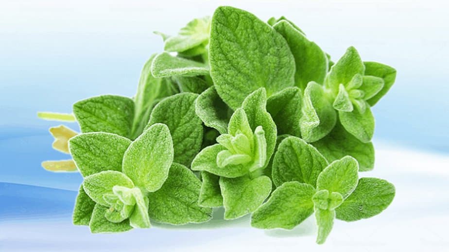 marjoram substitutes