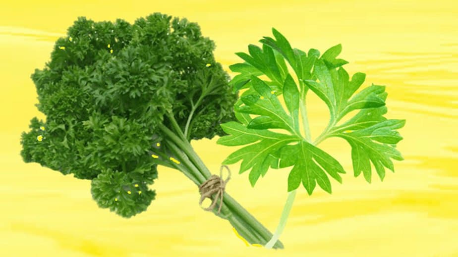 Substitutes For Parsley