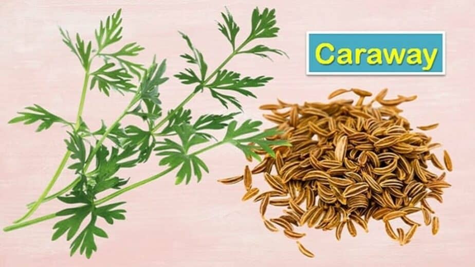 Caraway Seeds Substitutes