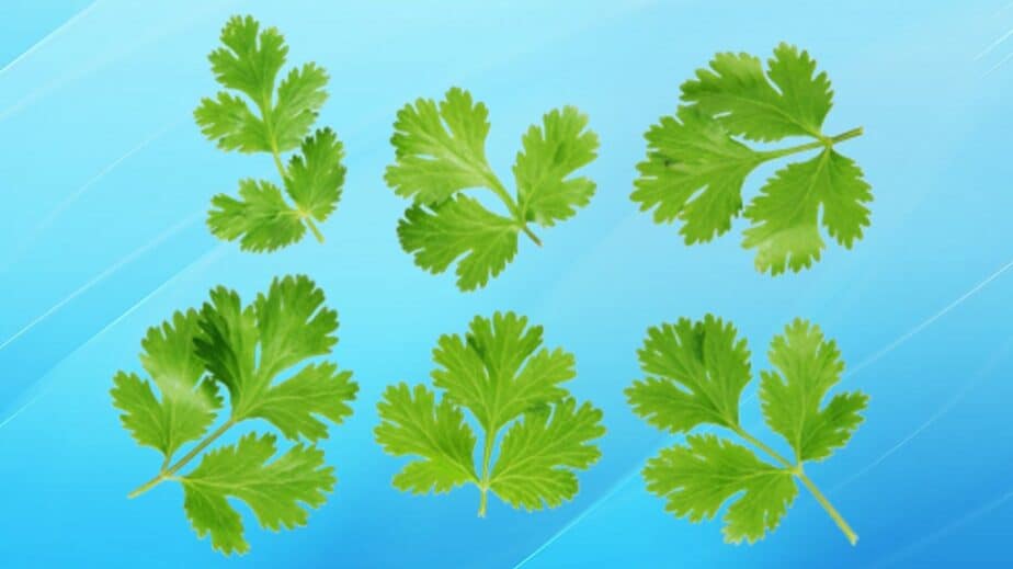 Chervil Substitutes