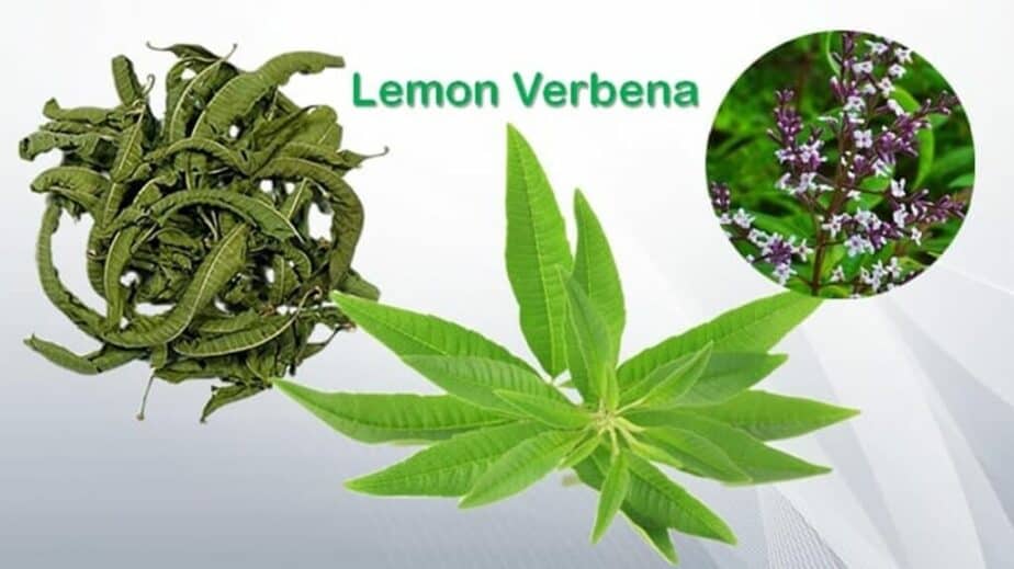 Lemon Verbena