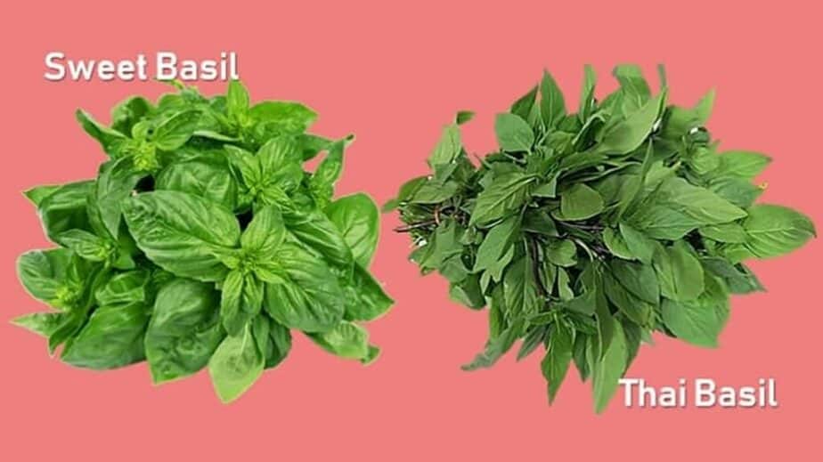 Substitute For Thai Basil