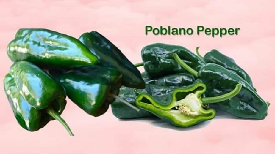 Poblano Pepper Substitutes