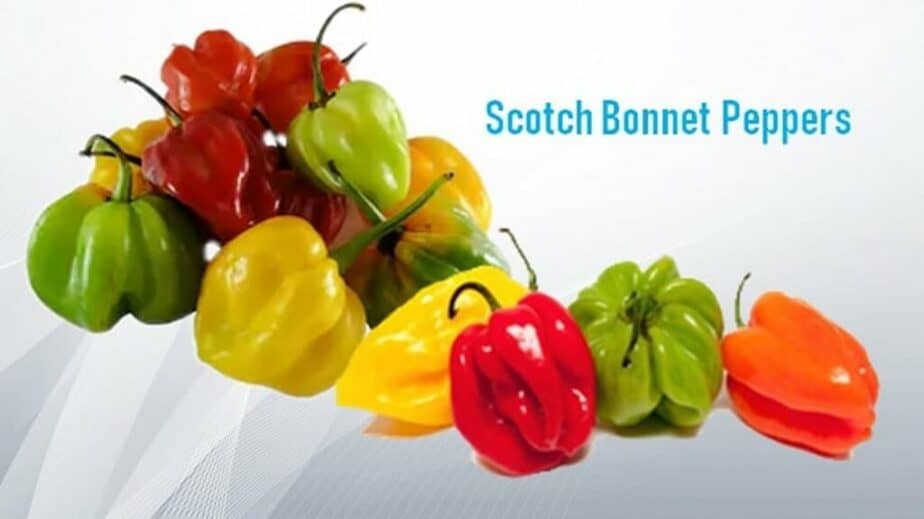 scotch bonnet pepper substitutes