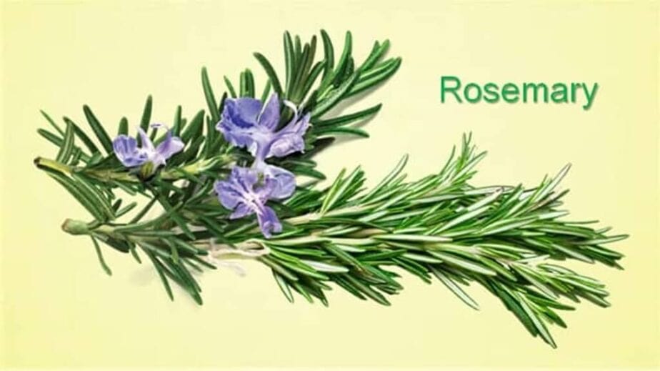Rosemary Substitute