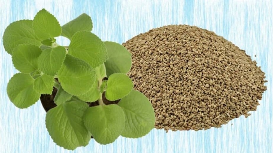 Carom Seeds Substitute