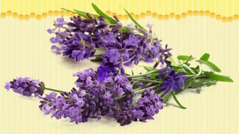 Lavender Substitutes
