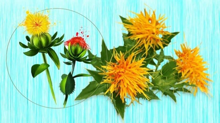 Safflower Substitutes