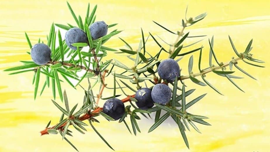 Juniper Berries Substitutes