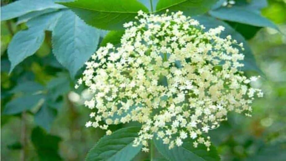 Elderflower Benefits And Substitutes