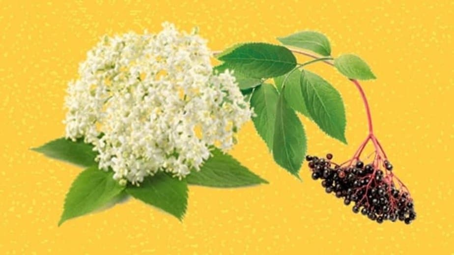 Elderflower Vs Elderberry | Key Similarities And Differences