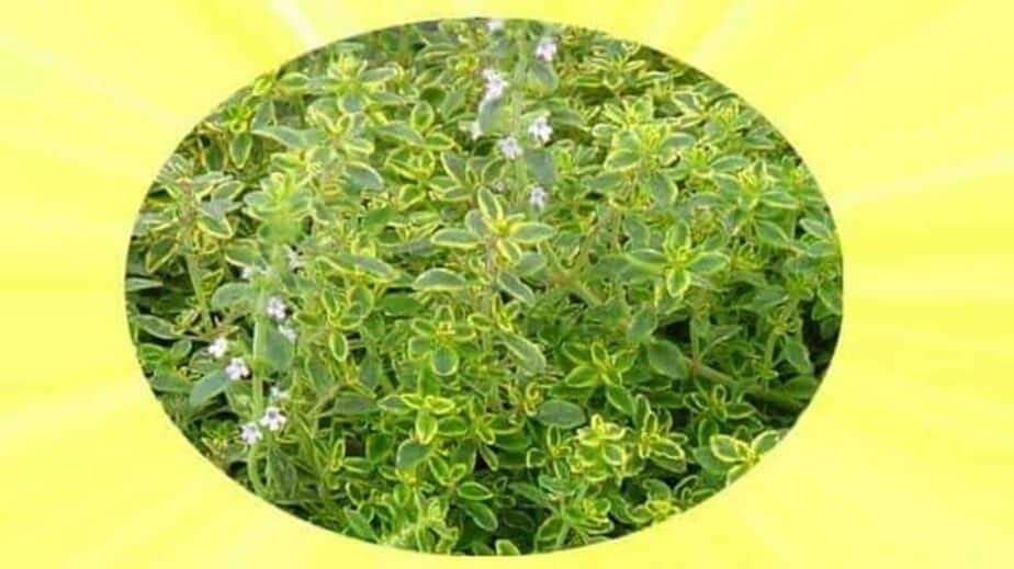 Lemon Thyme Substitutes