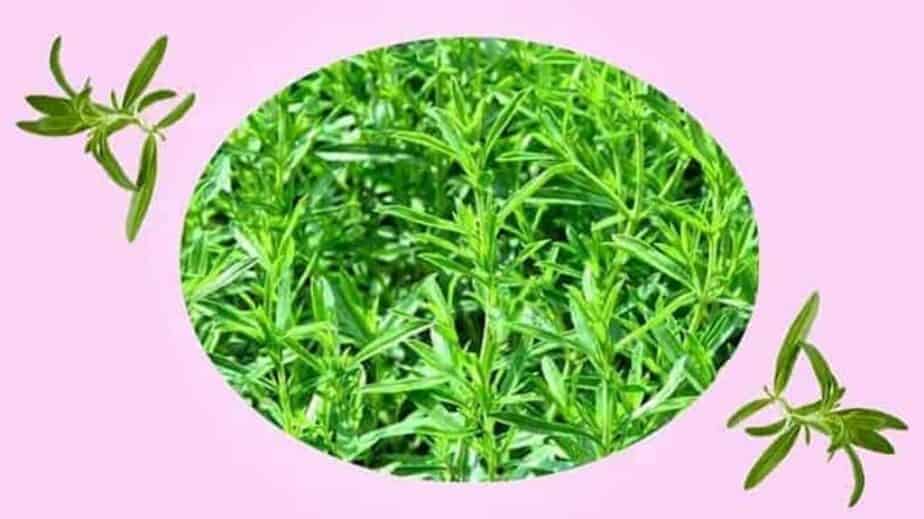 Summer Savory Substitutes
