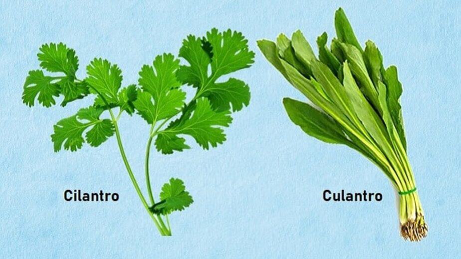 Culantro Vs Cilantro: Differences And Similarities Explained