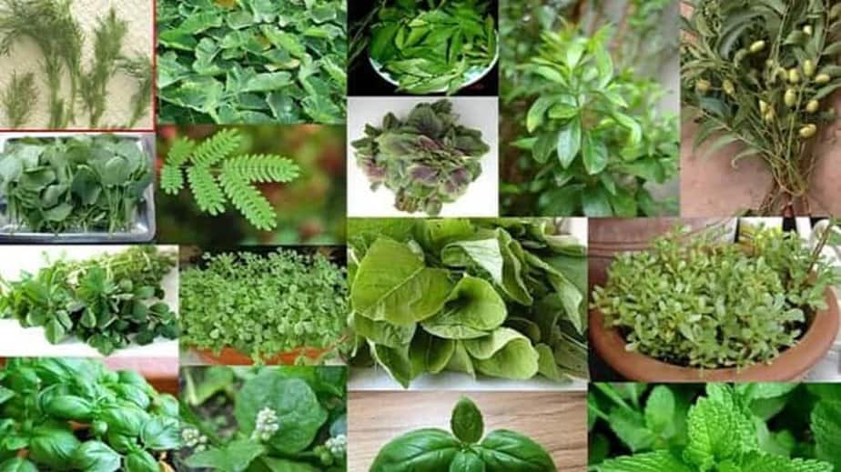 List Of Herb Substitutes