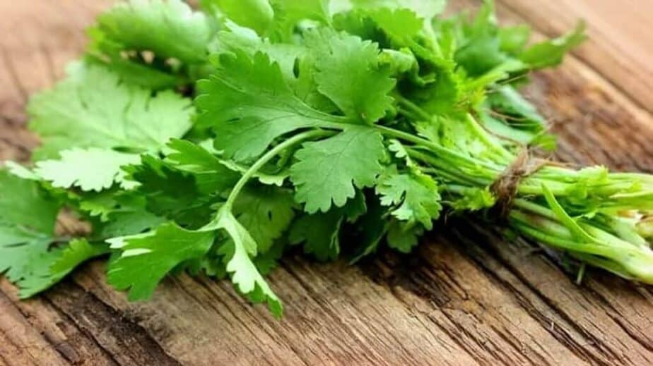 What Is Cilantro