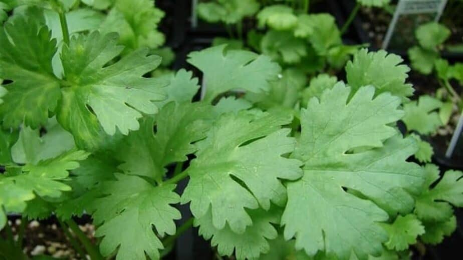 cooking with cilantro