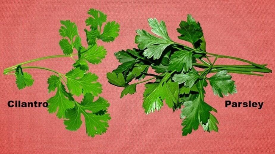 Cilantro Versus Parsley