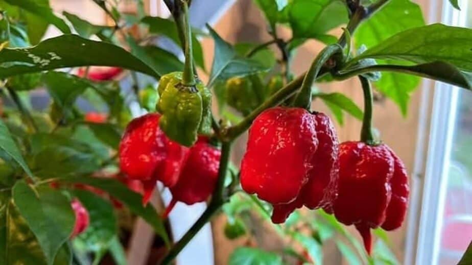 Carolina Reaper Pepper Facts