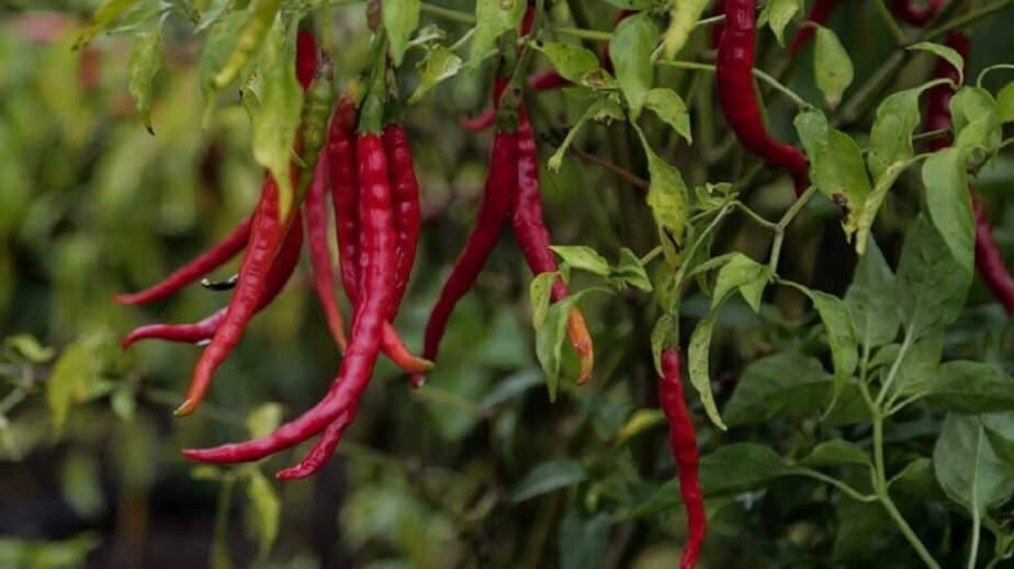 Chile De Arbol