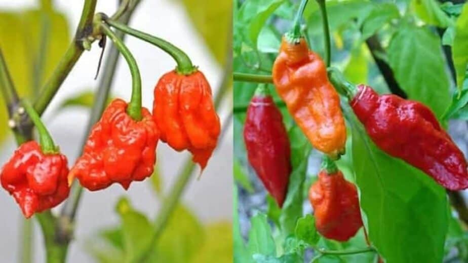 Carolina Reaper Vs Ghost Pepper