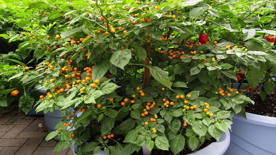 aji charapita pepper plant