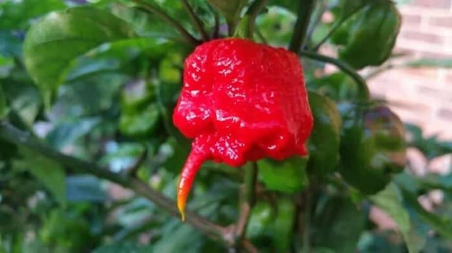 7 Pot Primo Pepper