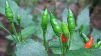 African Bird’s Eye Chili – Origin, Flavor, Appearance, Uses