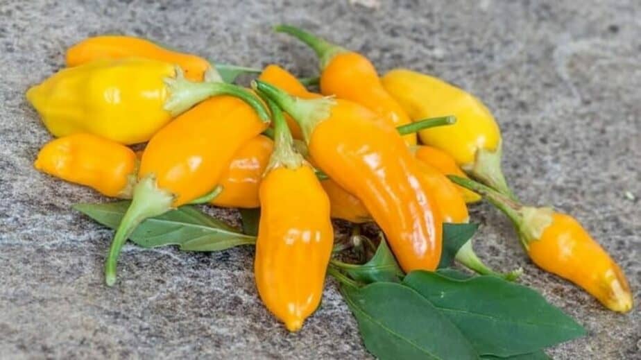 Aji Habanero Pepper