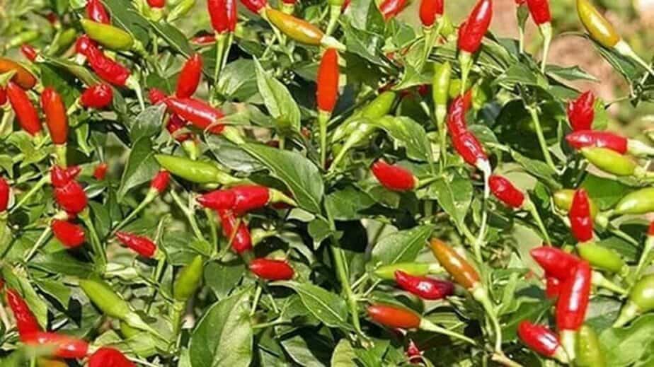 Bird’s Eye Chili Pepper