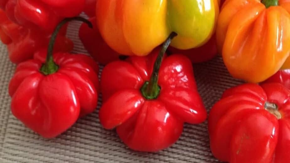 Caribbean Red Habanero Pepper