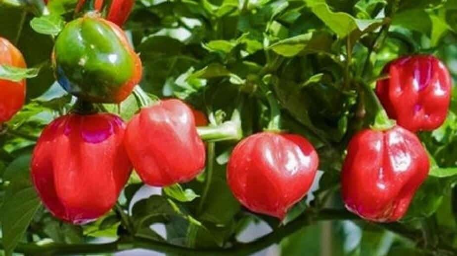 Caribbean Red Pepper