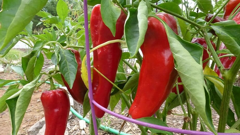 Italian Bull's Horn Pepper