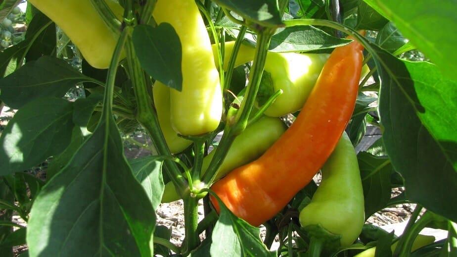 Sweet Yellow Wax Peppers