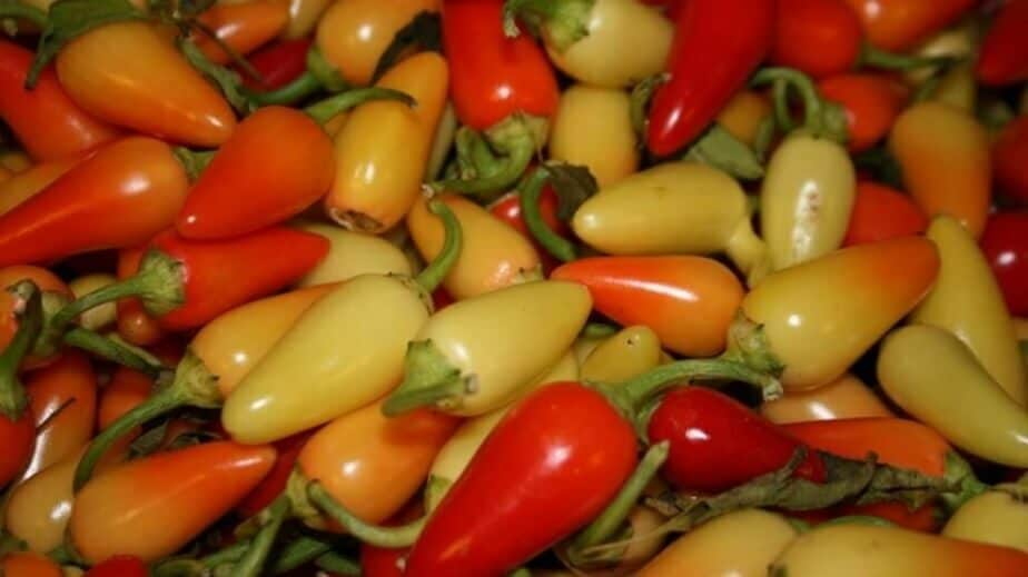 Cascabella Peppers