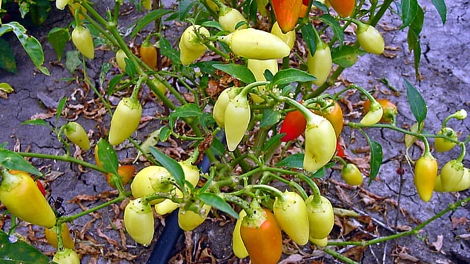 Cascabella Peppers On The Plant 