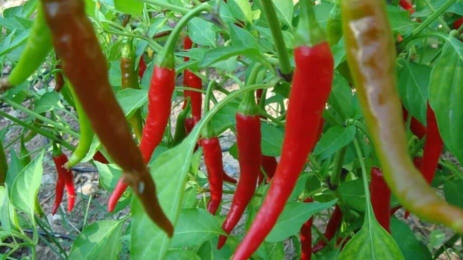 Charleston Pepper