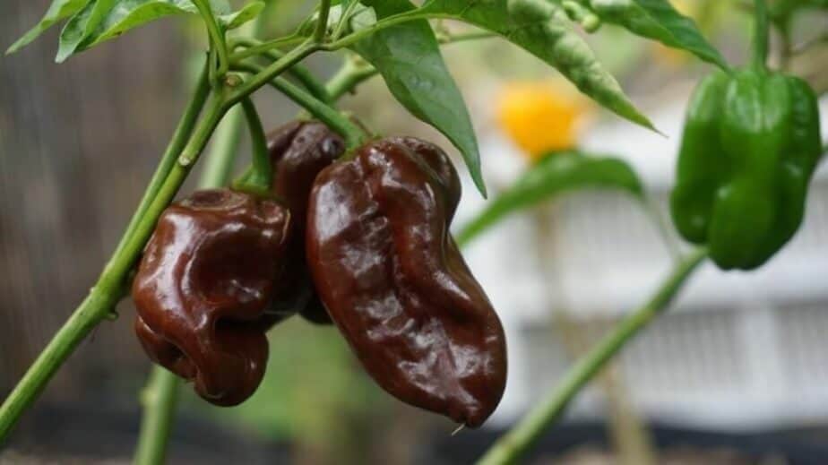 Chocolate Habanero