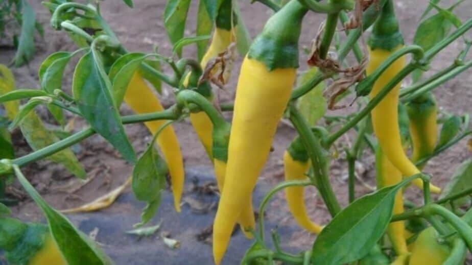 Golden Cayenne Pepper