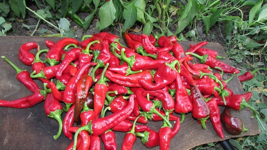 Red Chimayo Pepper