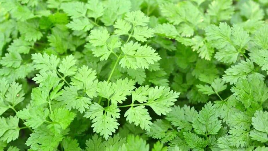 Chervil