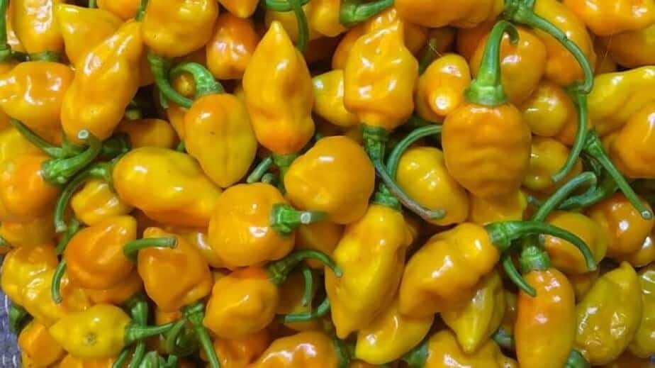 Datil Pepper